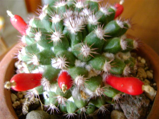 mammillaria mammillaris 
