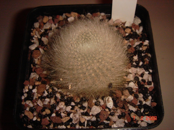 Rebutia albipilosa 