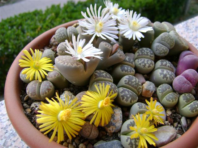 Lithops  