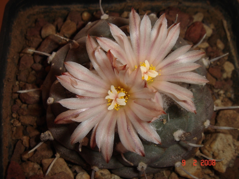 Turbinicarpus jauernigii 