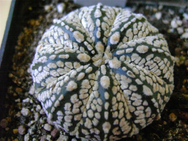 Astrophytum asterias cv. super kabuto 