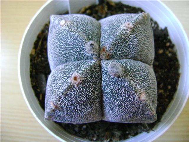 Astrophytum myriostigma f. quadricostatum 