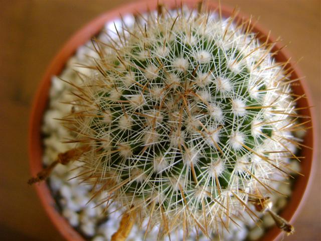 4a  