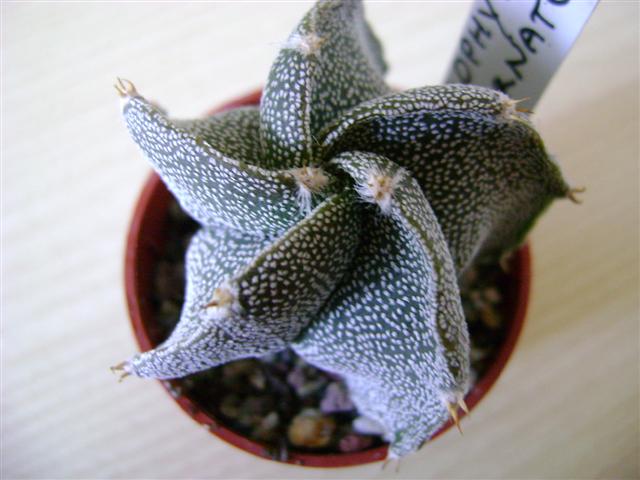 Astrophytum ornatum 