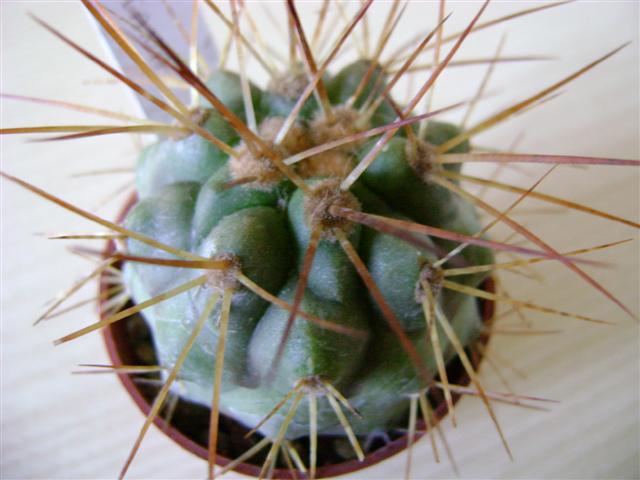 Copiapoa haseltoniana 