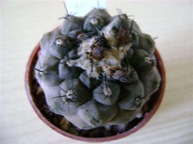 Copiapoa hypogaea 