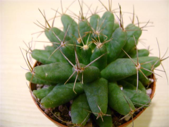 Mammillaria longimamma 