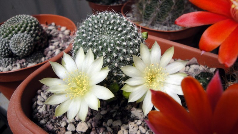 Rebutia krainziana v. albiflora 