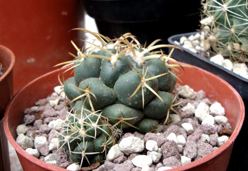 coryphantha andreae