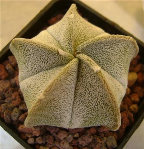 Astrophytum coahuilense 