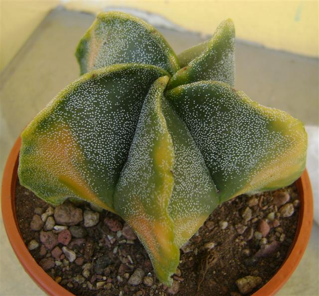 Astrophytum myriostigma f. variegatum 