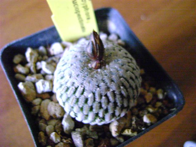 Pelecyphora pseudopectinata 