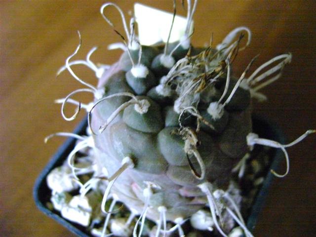 Turbinicarpus macrochele 