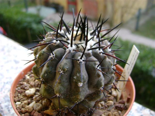 Copiapoa cinerea 