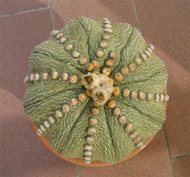 Astrophytum asterias 