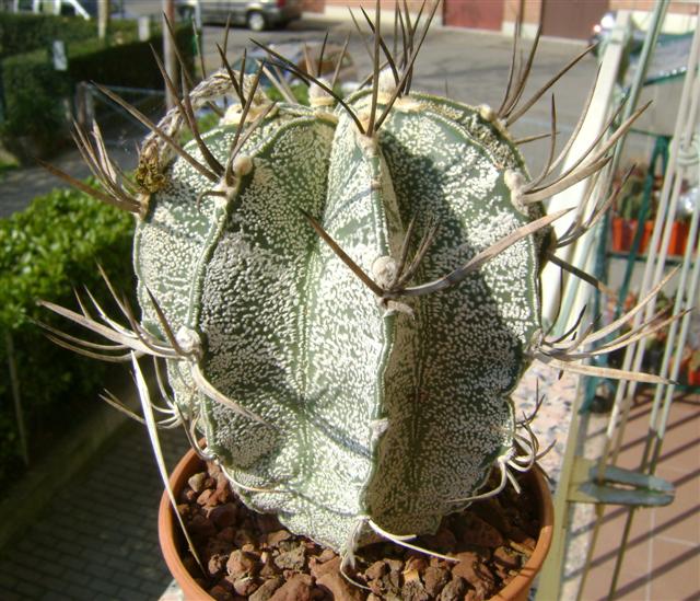 Astrophytum capricorne v. niveum 