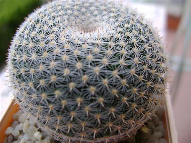 mammillaria microthele 
