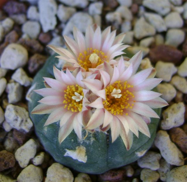 Lophophora williamsii cv. weisse blute 