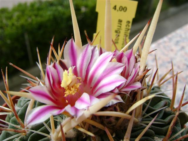 echinofossulocactus arrigens