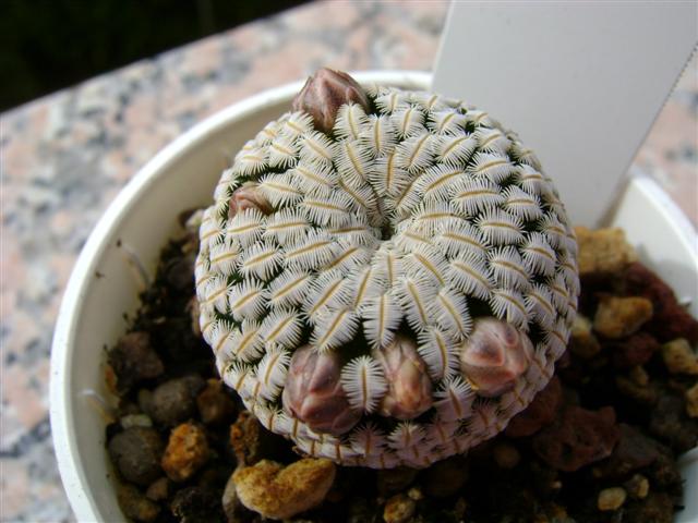 Mammillaria pectinifera 