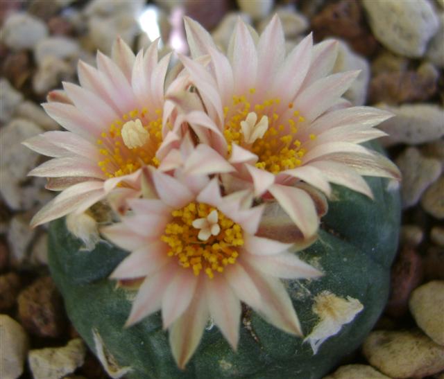 Lophophora williamsii cv. weisse blute 