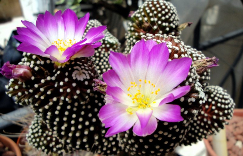 Mammillaria luethyi 