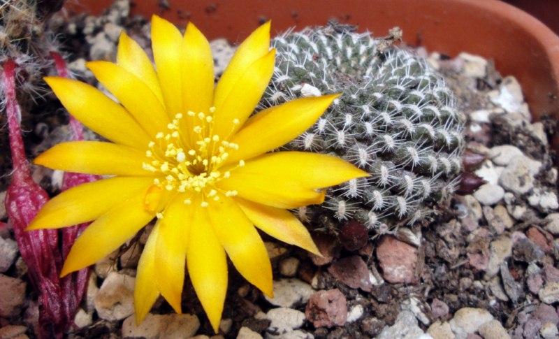 Rebutia krainziana  