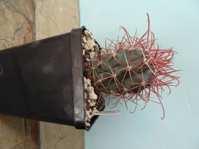 Ferocactus gracilis 