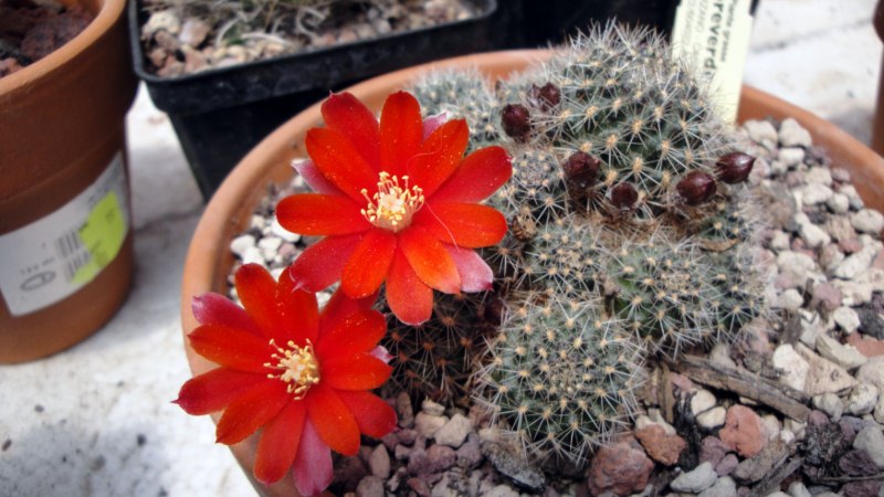 Rebutia pseudodeminuta WR 11