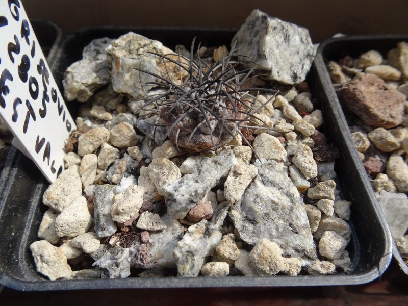 Copiapoa griseoviolacea pv2805