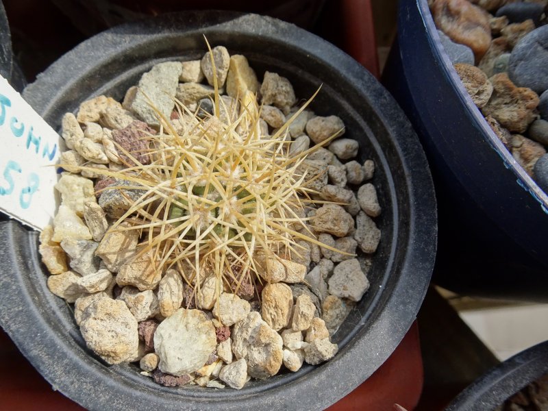 Ferocactus johnstonianus frs58