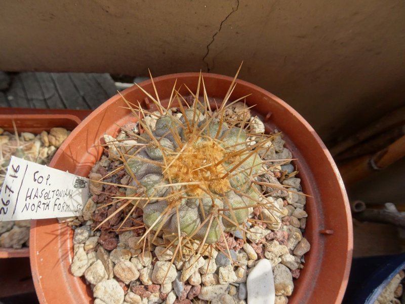 Copiapoa haseltoniana 