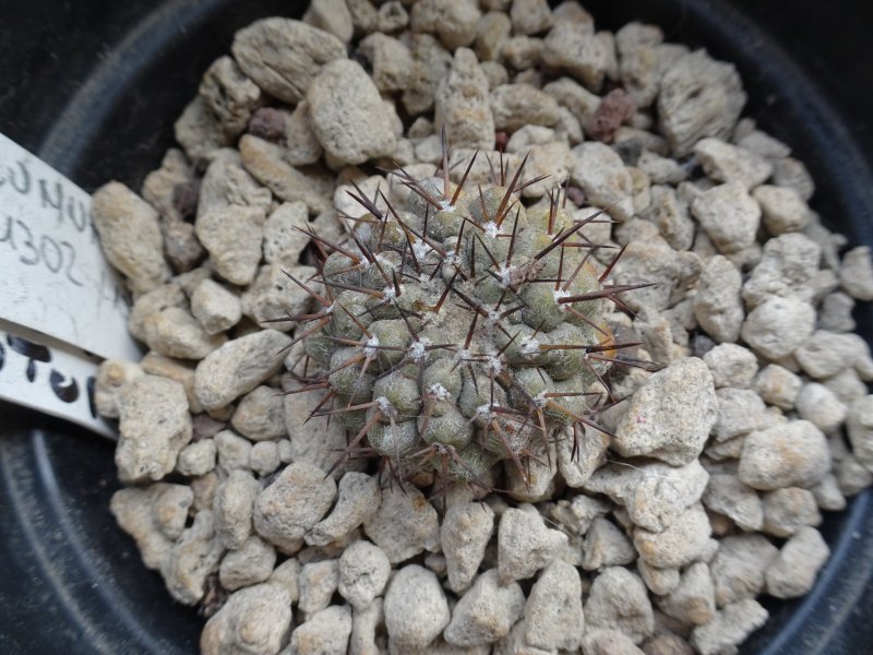 Copiapoa columna-alba JN1302