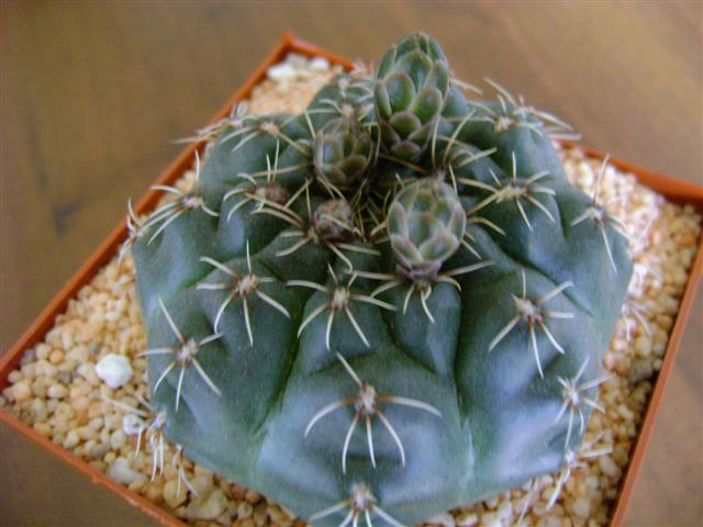 1 gymnocalycium ?  
