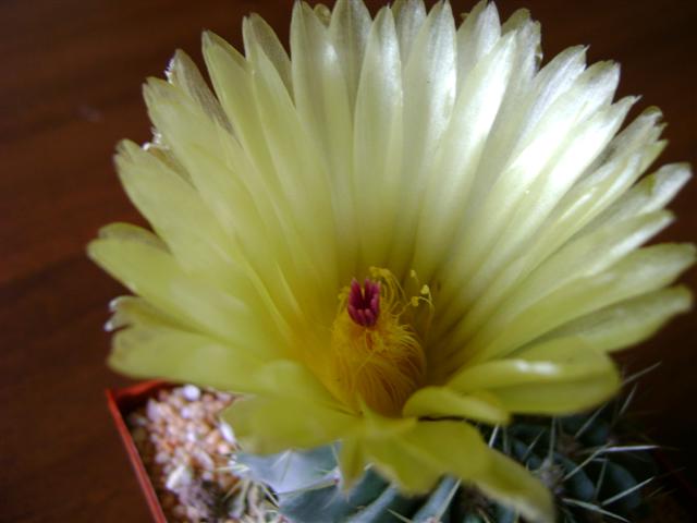 Parodia buiningii 