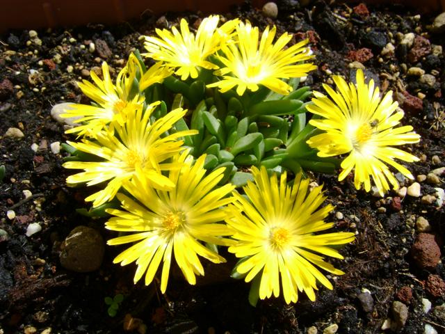 delosperma congestum cv. gold nugget