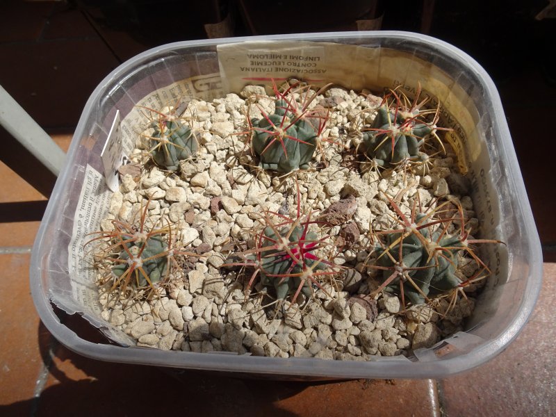 ferocactus latispinus v. flavispinus