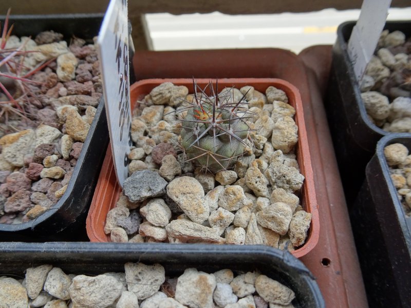 Copiapoa coquimbana kk1388