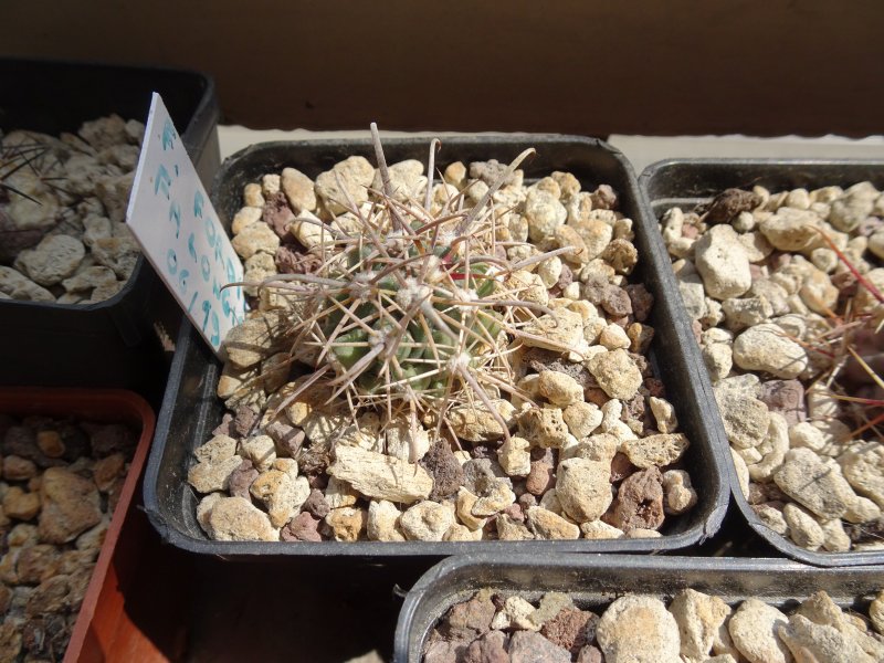 Ferocactus fordii fa. longispinus 