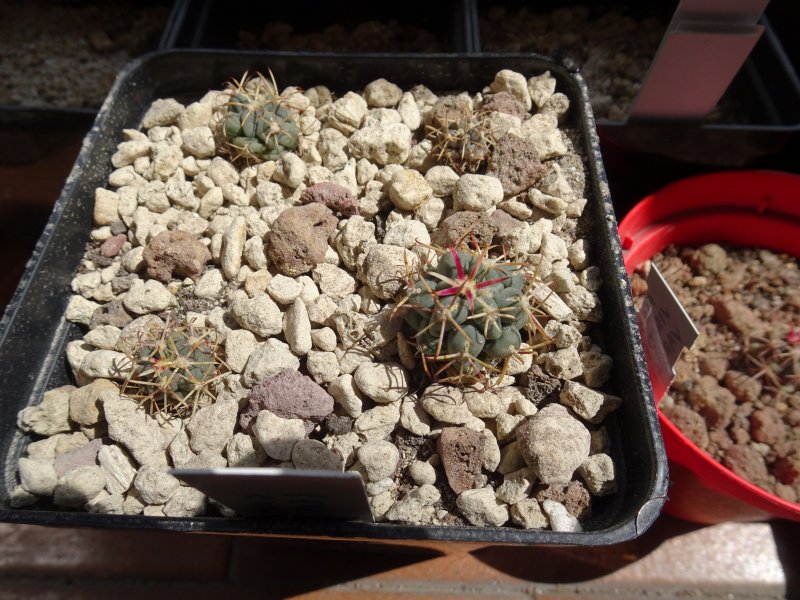 ancistrocactus uncinatus