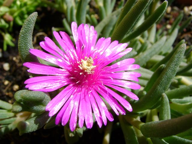 Delosperma brunnthaleri 