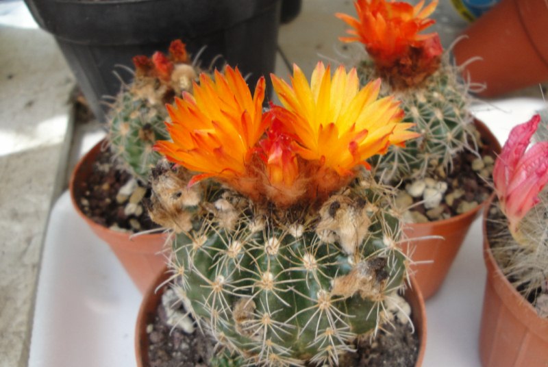 Parodia mairanana 