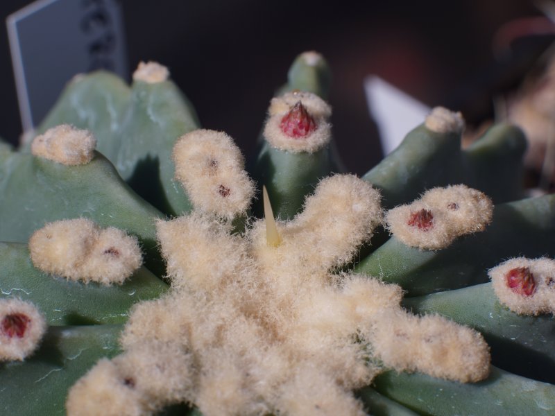 Ferocactus glaucescens v. inermis 