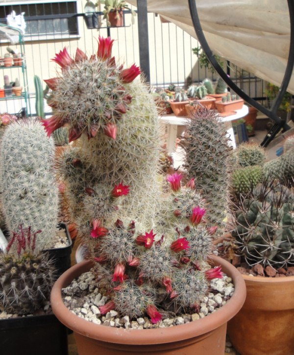 Mammillaria duoformis 