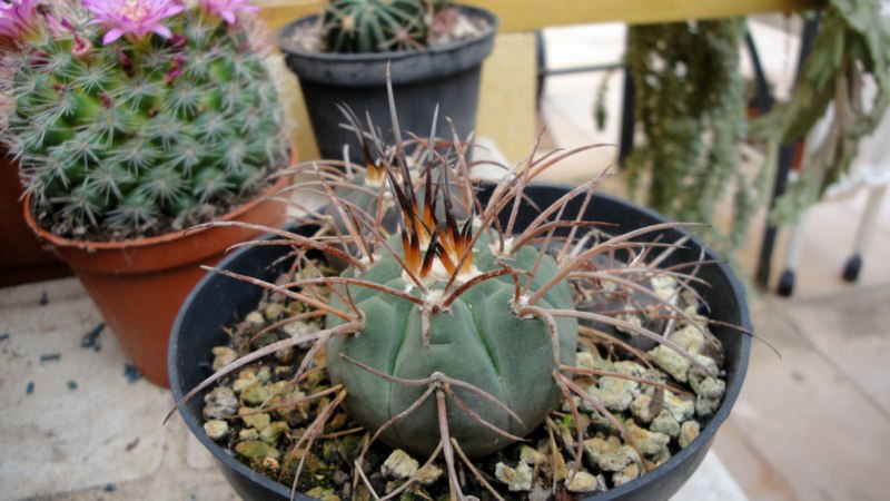 Gymnocalycium spegazzinii 