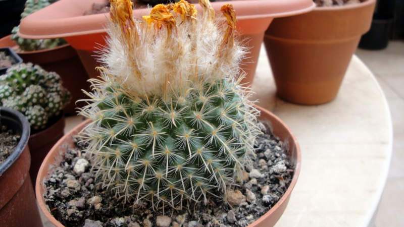 Parodia microsperma 