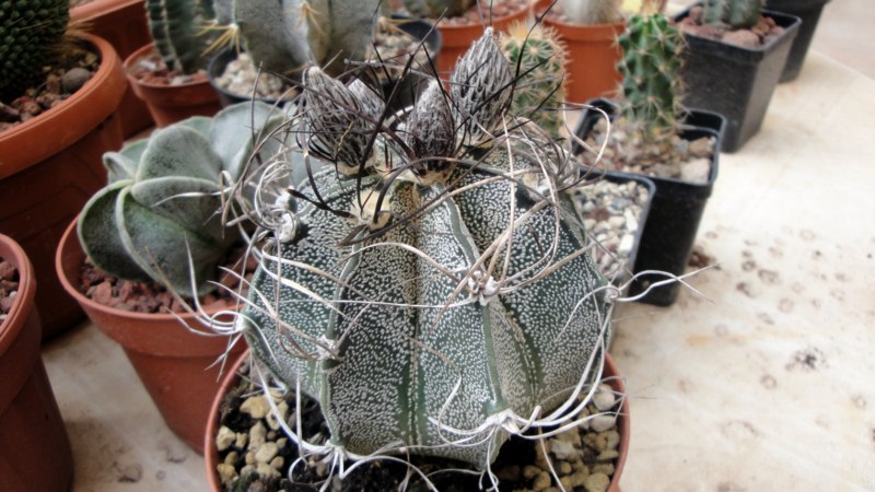 Astrophytum capricorne 