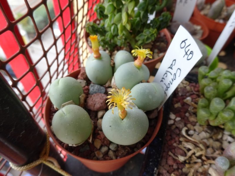 Conophytum calculus 