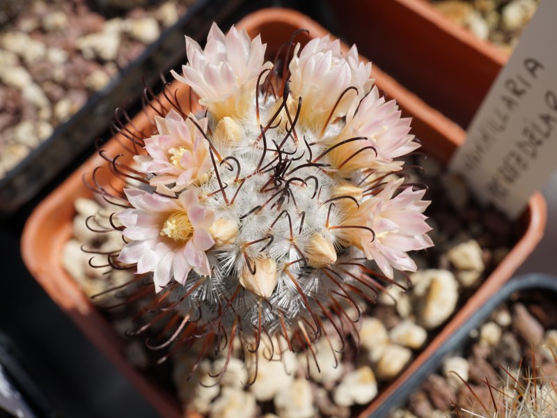 Mammillaria perezdelarosae 