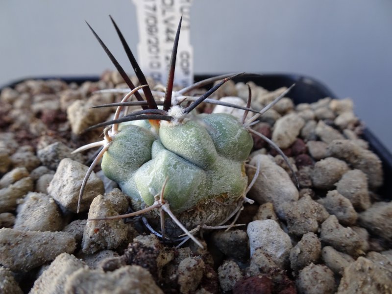 Copiapoa coquimbana v. wagenknechtii OLV 44